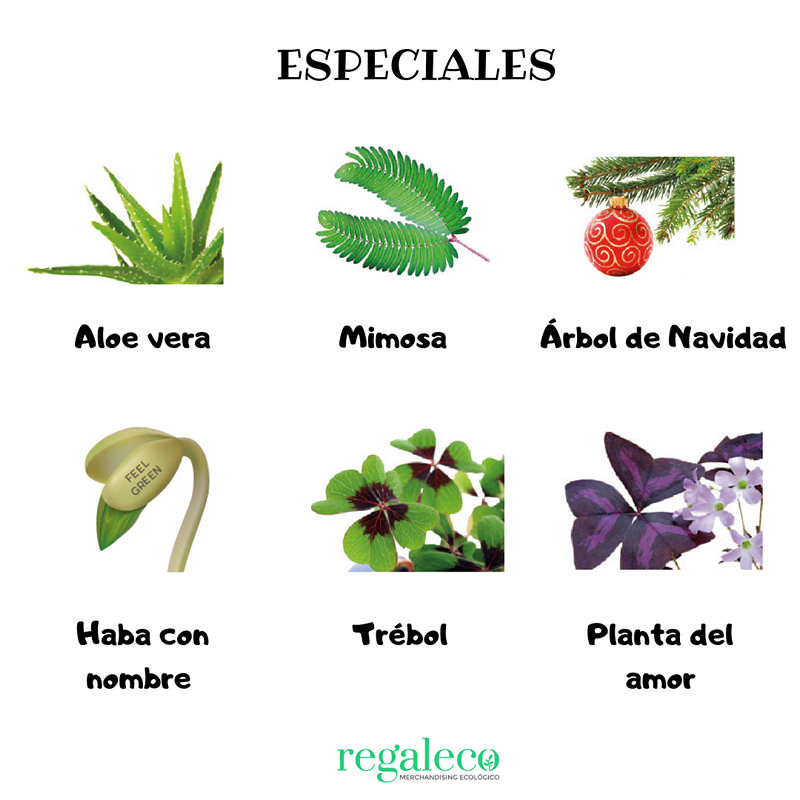 Ecocubo semillas - Imagen 7