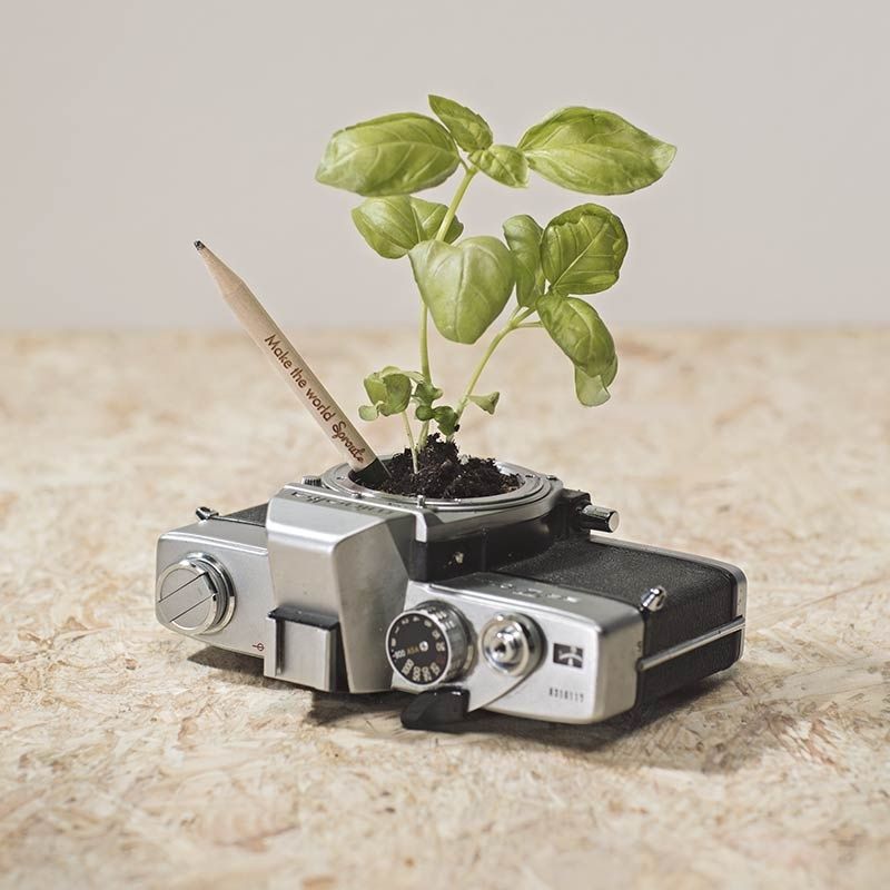 Lápiz Semilla Sprout - Imagen 3
