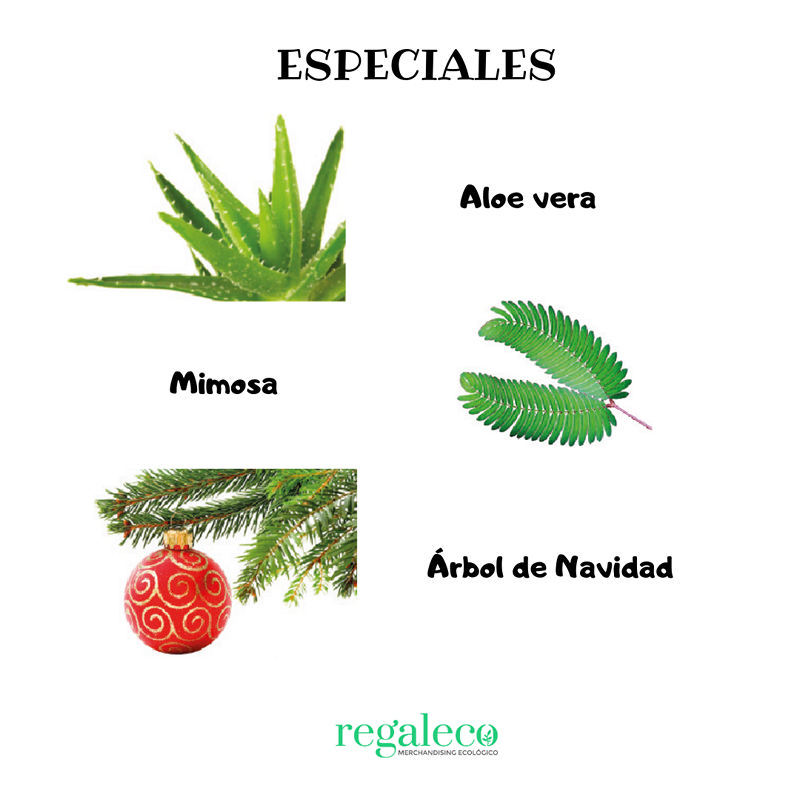 Ecobastón de semillas - Imagen 6