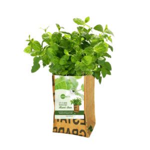 Macetero de bolsas de té recicladas